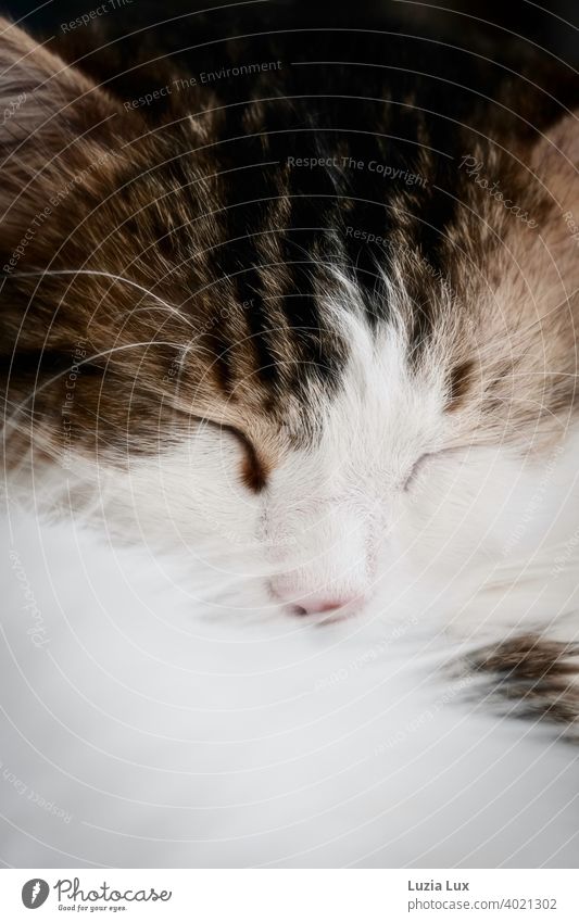 Katzentraum oder eine Katze weiß und getigert schläft, die Augen geschlossen und die Nase im zarten Fell vergraben verträumt zauberhaft anmutig hübsch Hauskatze