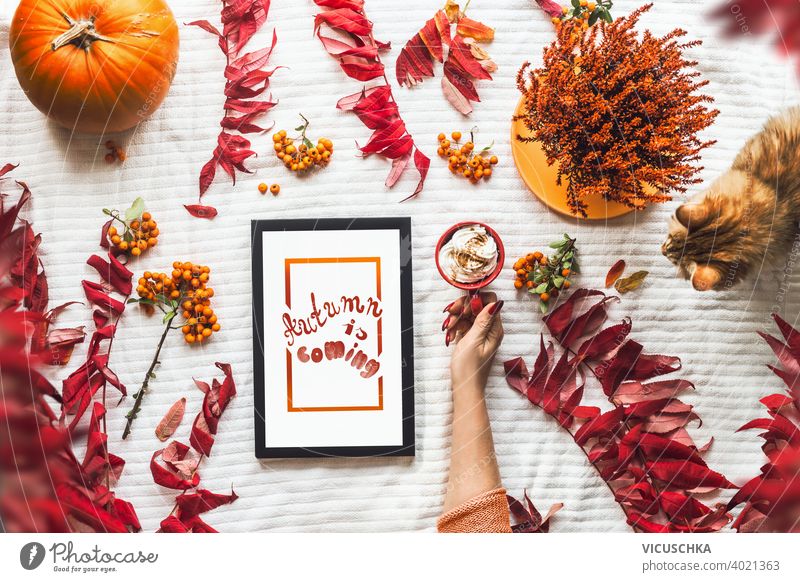 Herbst Konzept auf weißer Decke: Frauen Hand halt rote Tasse mit heißer Schokolade, Katze, Herbstblätter und Kürbis, schwarz Tablet-PC mit weißem Bildschirm.