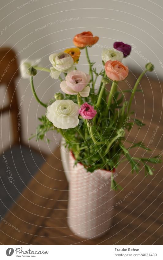 Strauß Ranunkeln in einem rot-weißen Krug, der auf einem Holztisch steht. Daneben ist noch ein Teil eines Stuhls zu sehen. Frühling Blumen Ranunkeln im Krug