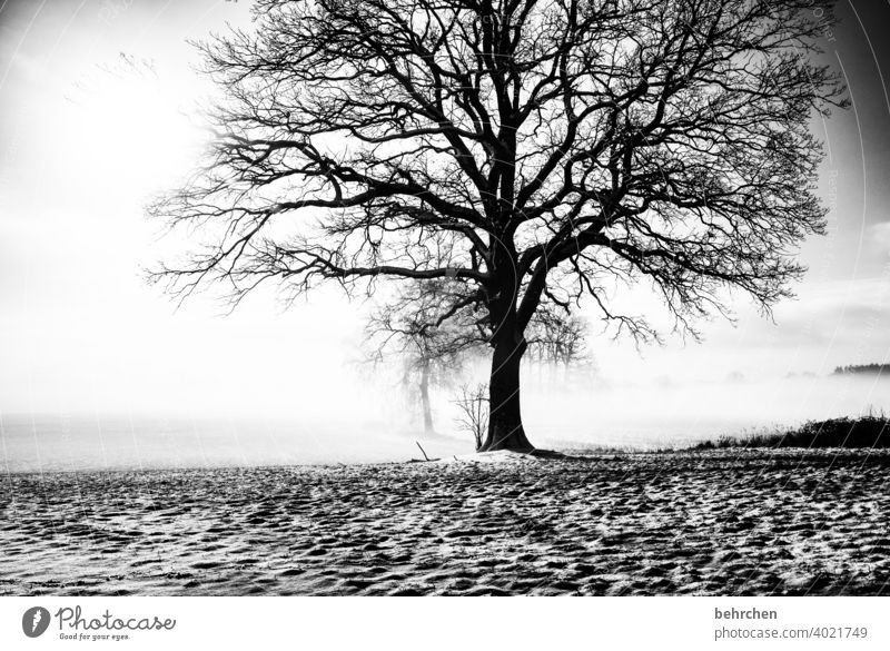verwurzelt Baumstamm Äste und Zweige mystisch Klima traumhaft träumen Schwarzweißfoto geheimnisvoll Nebel Märchenwald schön verträumt idyllisch Schneedecke