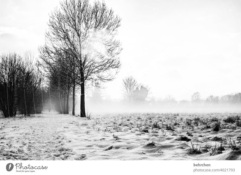ruhiger morgen schön Märchenwald Schneedecke Winterspaziergang Kälte Bäume stille Wetter Sonnenlicht Außenaufnahme Winterlandschaft kalt Wintertag