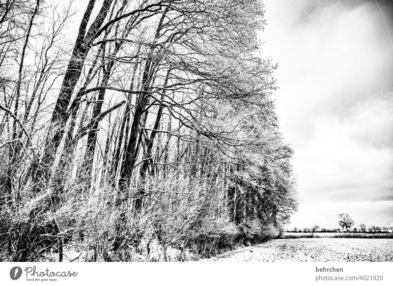 durchatmen Baumstamm Äste und Zweige mystisch Klima traumhaft träumen Schwarzweißfoto Nebel geheimnisvoll Märchenwald schön verträumt idyllisch Schneedecke