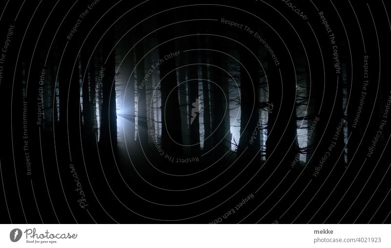 Lichtkegel im nebligen Oberhofer Wald Bäume Nacht Baum Nachtaufnahme dunkel Dunkelheit Lichterscheinung Lichtstrahl Nebel Nebelwald Nebelstimmung düster