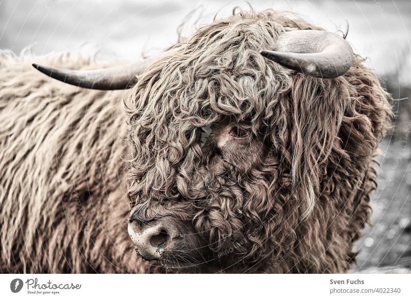 Gesicht eines Galloways mit zotteligen Haaren galloway rind zuchttier landwirtschaft gesicht fell hörner kuh rinder bull highland bison buffalo bauernhof