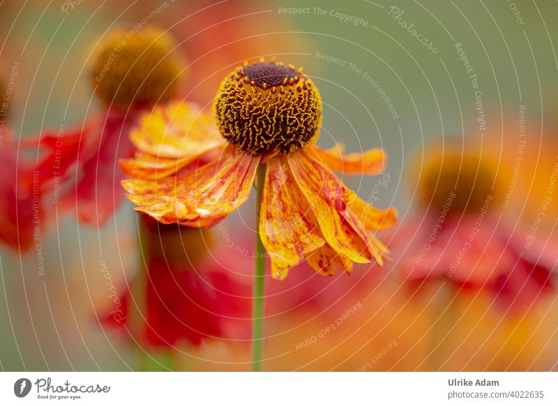 Sommerzeit - Rote Blüte der Sonnenbraut ( Helenium ) Schwache Tiefenschärfe Unschärfe Freisteller Makroaufnahme Detailaufnahme Nahaufnahme Außenaufnahme