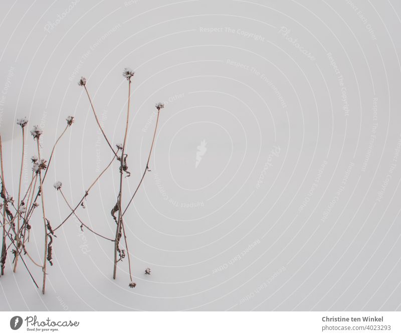 Die vertrockneten Stängel einer Blütenstaude ( Rudbeckia) stehen im Schnee Wintermorgen Wintertag Wunder der Natur gefrieren eiskalt Nahaufnahme weiß schnee