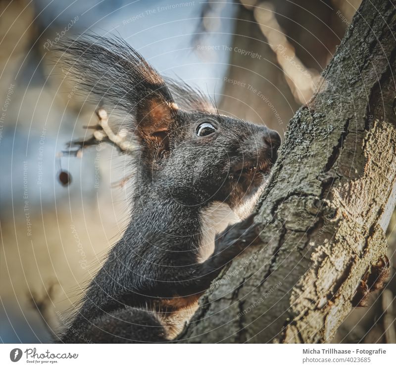 Eichhörnchen klettert am Baumstamm Sciurus vulgaris Tierporträt Tiergesicht Kopf Augen Ohr Nase Maul Pfoten Wildtier Schönes Wetter Sonnenschein Sonnenlicht