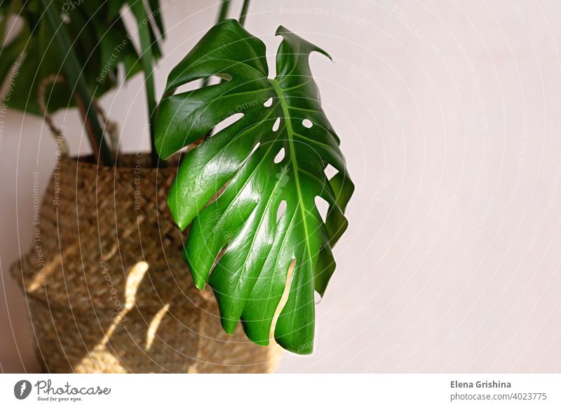 Schöne Monstera-Pflanze für die Heimdekoration. Tropische Pflanzen in der Zimmerfloristik. Nahaufnahme. Fensterblätter Korb tropisch Haus Blatt