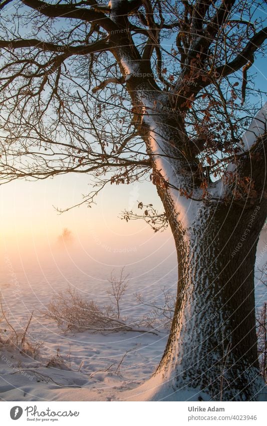 Eiche im Winter-Licht Nebel Deutschland Worpswede Osterholz-Scharmbeck Bremen Teufelsmoor Raureif ruhig weiß Himmel Klima Klimawandel Eis Baum kalt Stimmung