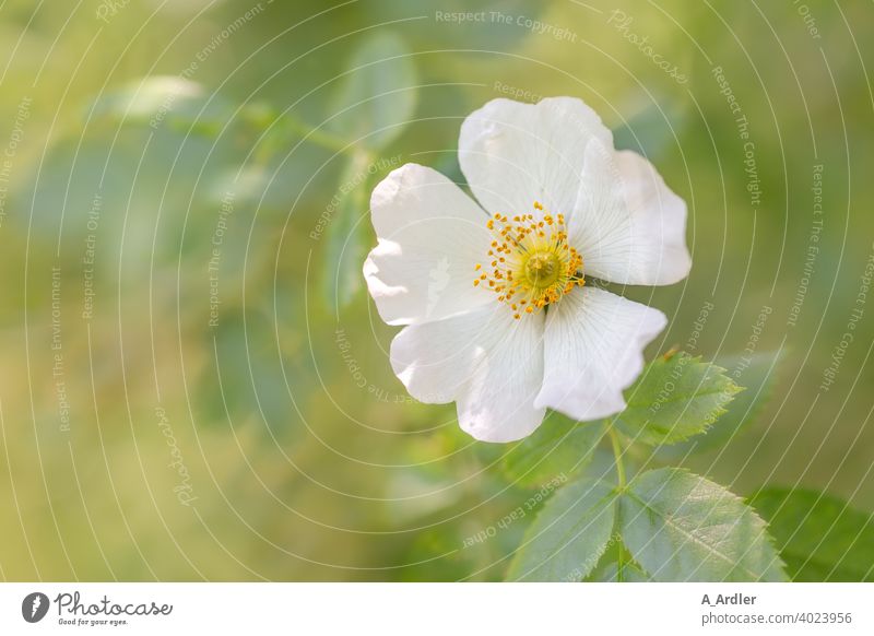 Weiße Blüte einer Hagebutte - Wildrose  (Rosa rugosa) oder auch Hundsrose genannt Blumen Macro Makro Makroaufnahmen Pflanzen Blütenblätter grün bokeh soft