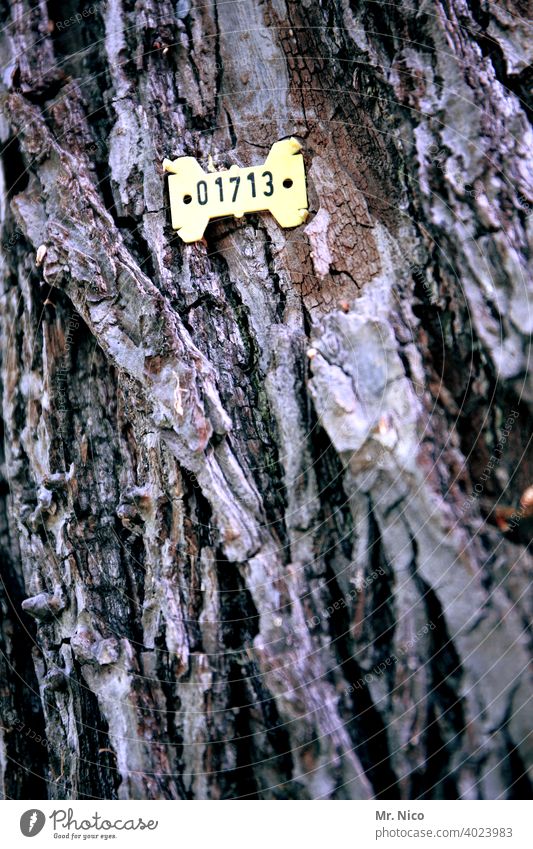 Baumzählung Garten Ziffern & Zahlen kennzeichnen Umweltschutz Baumstamm Forstwirtschaft zählen Baumrinde Wald Holz Waldsterben Nutzholz Schilder & Markierungen