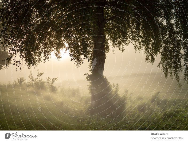 Die mystische Birke - Baum im Nebel bei Sonnenaufgang im Teufelsmoor bei Worpswede Mystisch Osterholz-Scharmbeck Bremen Landschaft Dunst Trauer Trauerkarte