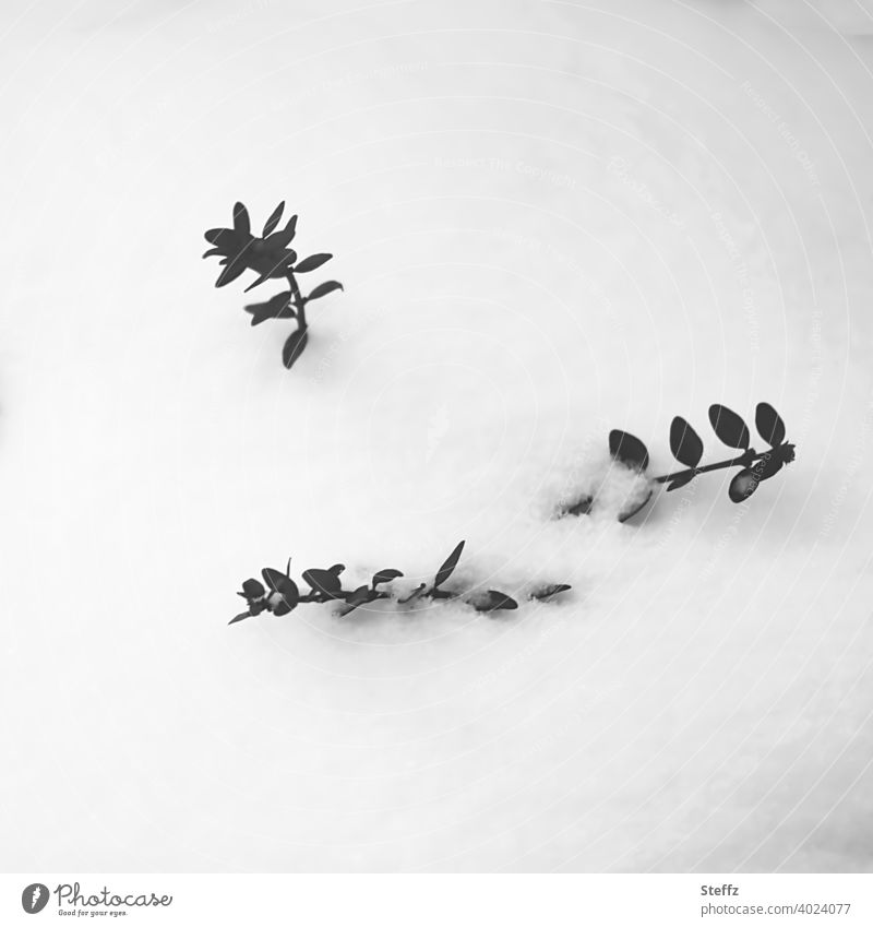 der Buchsbaum ist im Schnee versunken schneebedeckt Schneedecke Buxus Immergrün Februar Winterstille Schneekappe Wintereinbruch winterlich Kälte kalt