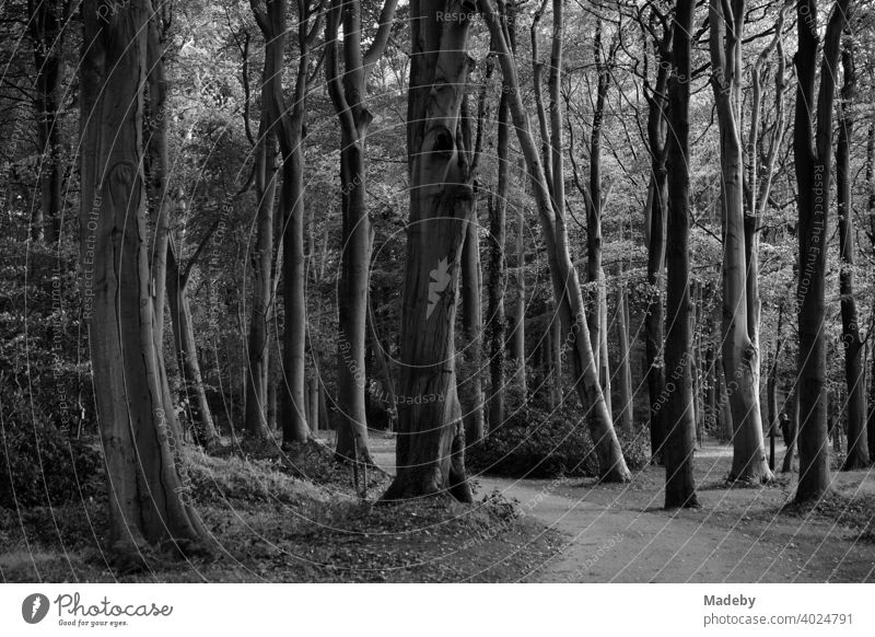Uralte Bäume bilden einen dunklen Wald im Schlosspark Lütetsburg bei Norden in Ostfriesland, fotografiert in neorealistischem Schwarzweiß Schwarzweißfoto