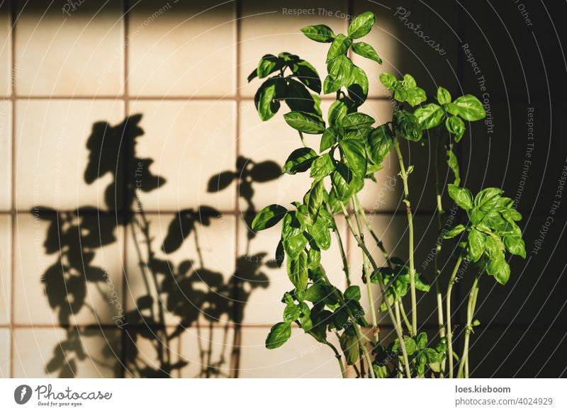 Frische Basilikum-Pflanze in Vintage-Küche mit Fliesen sonnenbeschienen mit Schatten retro altehrwürdig Lebensmittel Bestandteil Kacheln Haus Essen zubereiten