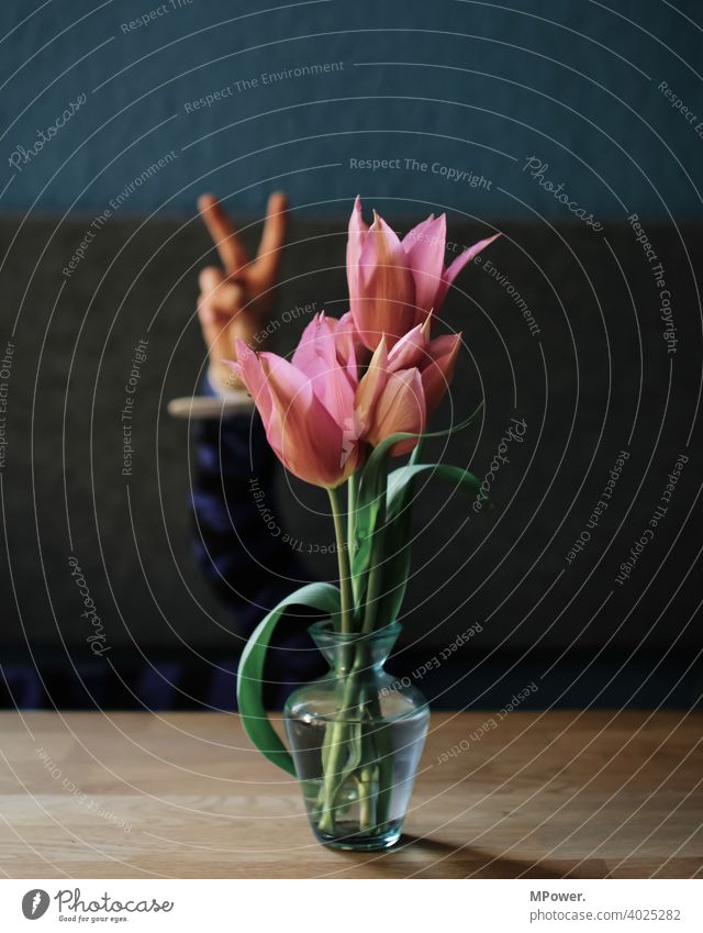 flowerpower Tulpe Tulpenblüte Hand Kind Vase Tisch Frühlingsblume Blume Blüte Blumenstrauß Blühend Pflanze Dekoration & Verzierung peacezeichen Peace Finger