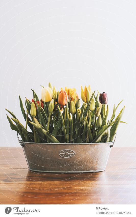 frühlingsblume tulpe Tulpe Blumen Blumenvase Frühling Vase Tisch Frühlingsgefühle Frühlingsblume Blumenstrauß Blüte Dekoration & Verzierung Blühend Menschenleer