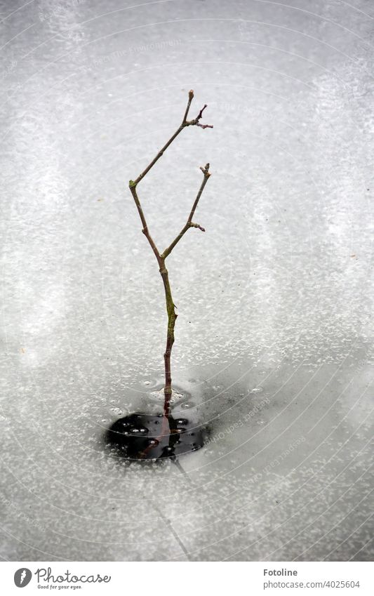 Ein kleiner Ast ragt aus einem zugefrorenen Bach. Winter Eis Eisschicht Aggregatzustand kalt eisig Frost Natur weiß Außenaufnahme Menschenleer Tag Wasser