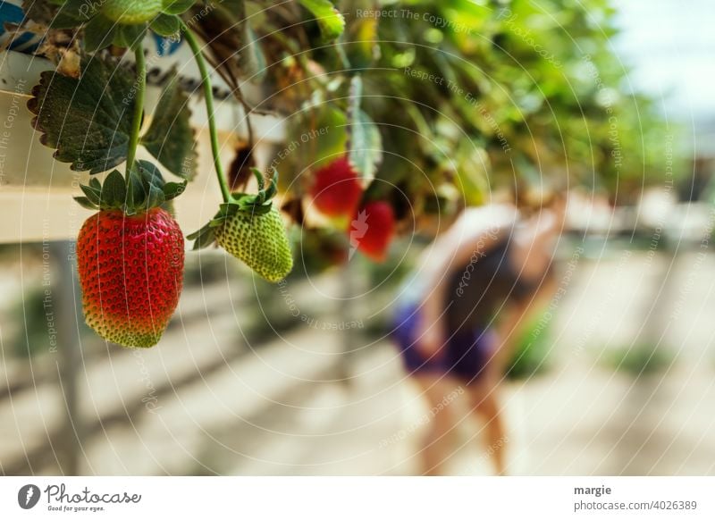 Erdbeeranbau in Pflanzrinnen, die Früchte wachsen buchstäblich in den Mund! Erdbeeren Nahaufnahme Ernährung Frucht Vegetarische Ernährung Farbfoto