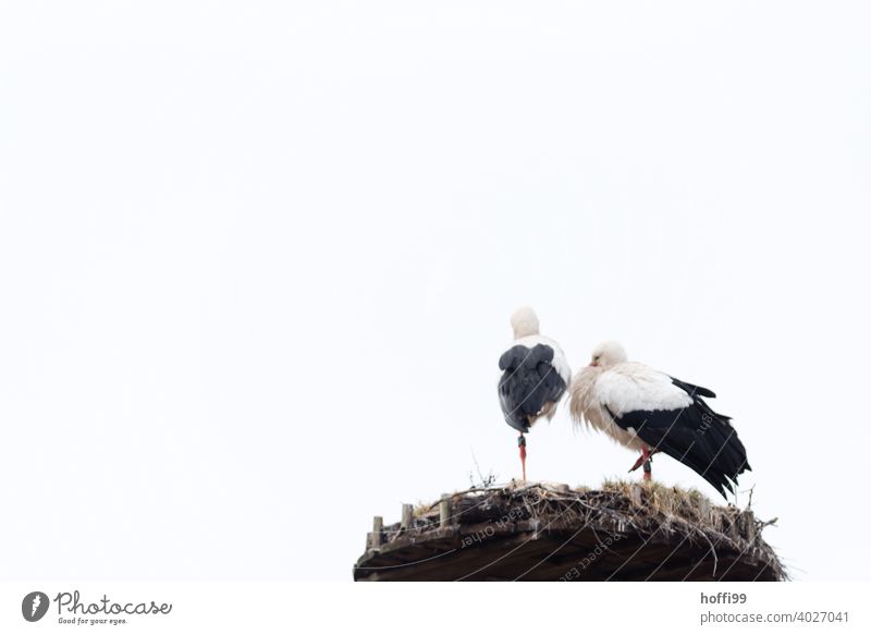Störchin und Storch auf einem Bein im Nest storch Vogel Weißstorch Wildtier Tier Nestbautrieb weiß Himmel Frühling Frühlingsgefühle Tierporträt