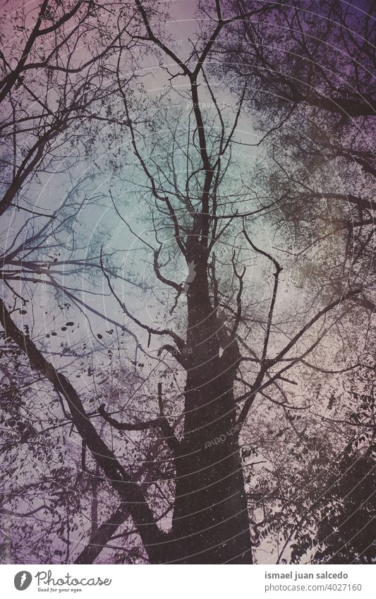 Baumstamm und Äste in der Wintersaison Bäume Niederlassungen Nebel Wald Berge u. Gebirge Natur Landschaft im Freien Ruhe Gelassenheit Stille Meditation