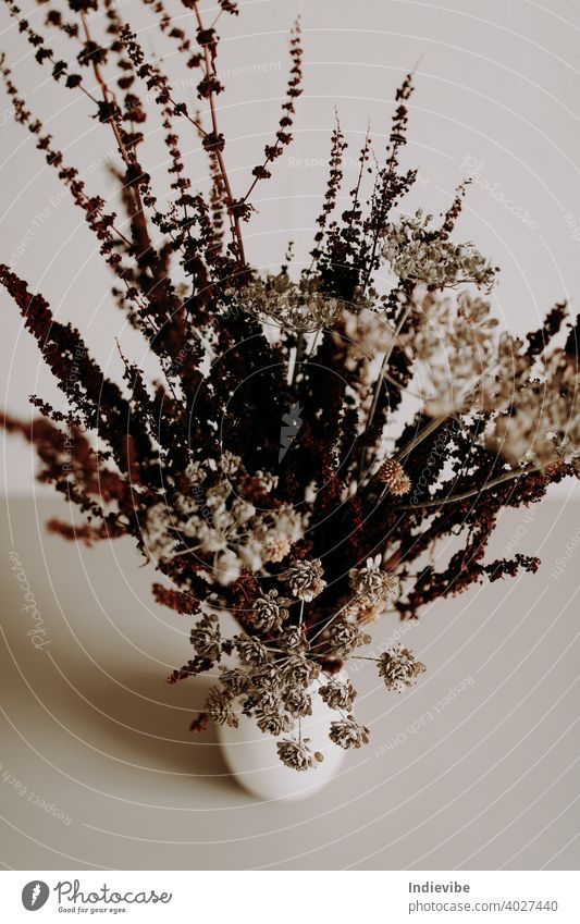 Brown wilden getrocknete Blume in Keramik-Vase Nahaufnahme auf weißem Hintergrund Blumenstrauß vereinzelt Frühling Natur Dekoration & Verzierung Blüte geblümt
