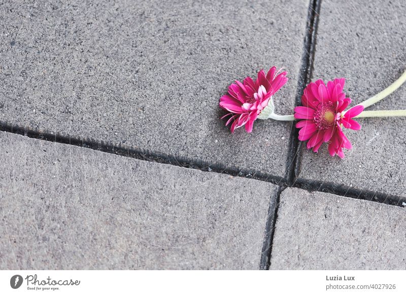 zwei verlorene Gerbera Blüten leuchten pink auf grauen Asphaltplatten Bürgersteig Straße urban Stadt vergessen Blume Blumen Gerberablüte hübsch Frühling