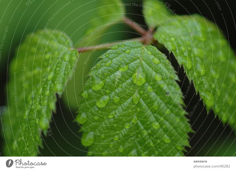Blätter_mit_Regentropfen Blatt Wassertropfen Pflanze Regentropgen Natur Detailaufnahme
