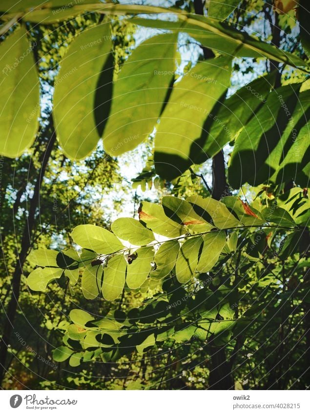 Winkelemente Blätterdach Natur Farbfoto Umwelt Sonnenstrahlen Baum Gegenlicht leuchten Licht Lichterscheinung Tag Schatten Menschenleer Textfreiraum oben