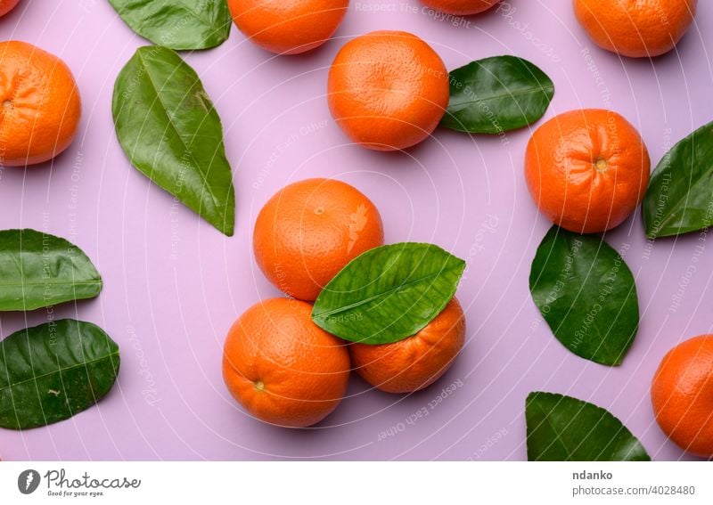 reife Mandarinen und grüne Blätter auf einem lila Hintergrund flach Kulisse Menschengruppe orange Lebensmittel Vitamin Frische ganz roh Nahaufnahme Blatt