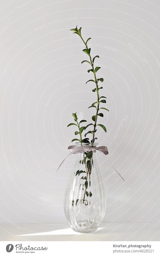 Moderne transparente Glasvase mit Pflanze auf weiß Stillleben minimalistischer Stil niemand Schatten Innenbereich Light leak moderner Stil sehr wenige gelb