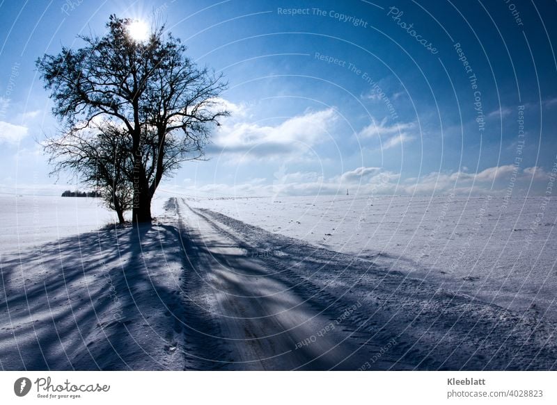 Winteridyllein Blau und Weiß mit alten Lindenbäumen - Schattenwurf am Wegesrand Winterimpression kalt Gegenlicht tiefes Blau weiße Wolken blauer Himmel