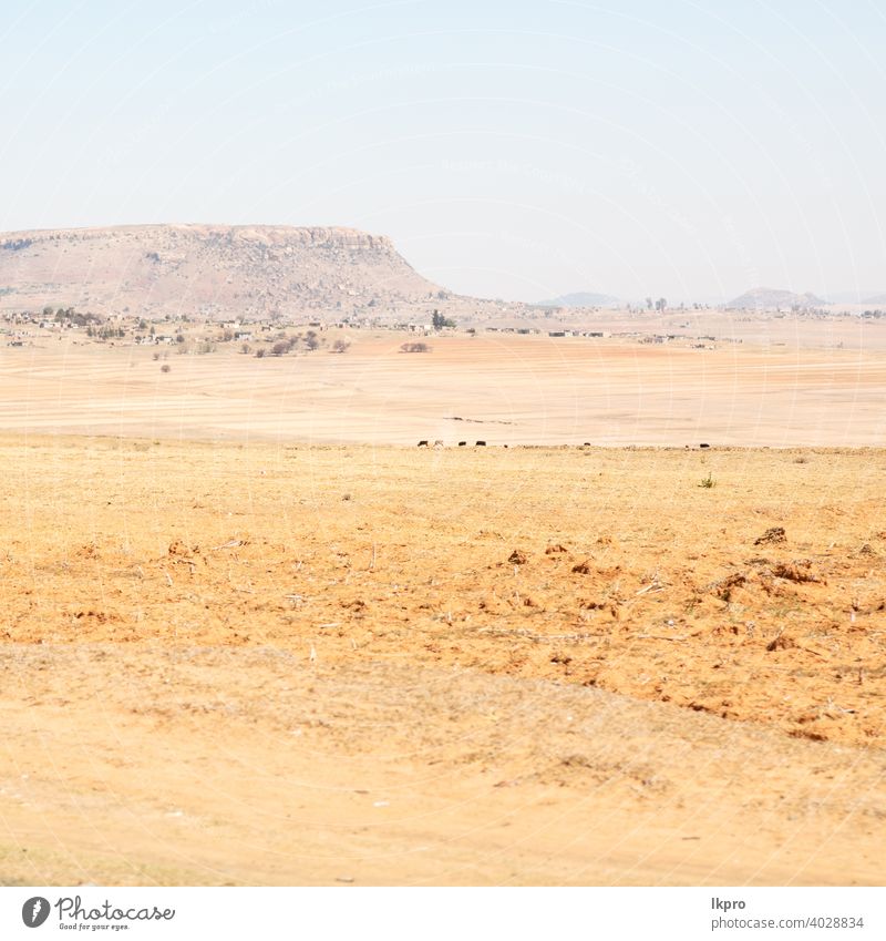 in südafrika landen busch und baum Afrika Süden Landschaft gelb grün Berge u. Gebirge Hügel Lesotho Park gry Cloud Afrikanisch Natur national malerisch Gras