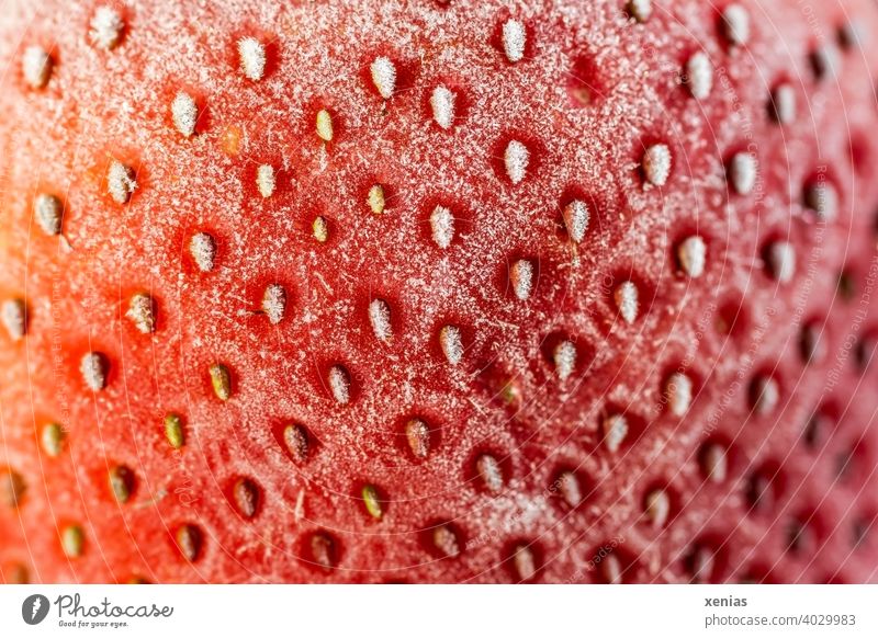 Makroaufnahme einer tiefgefrorenen roten Erdbeere mit ihren Nüsschen an der gefrosteten Oberfläche Sammelfrucht Obst Frucht Lebensmittel Ernährung