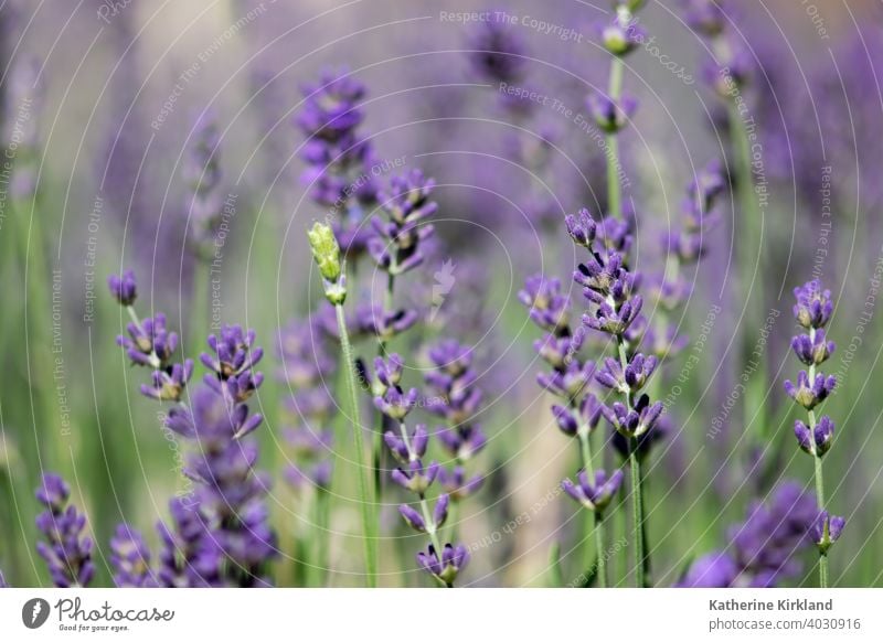 Lila Lavendelfeld Nahaufnahme purpur grün Sommer Blume Kraut Natur Garten Gartenarbeit Gärten Feld Wiese Blütenknospen Provence violett natürlich Pflanze