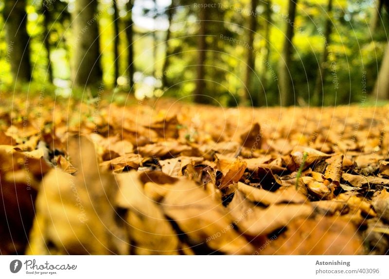 Laubteppich Umwelt Natur Landschaft Pflanze Erde Herbst Wetter Schönes Wetter Baum Blatt Wald Holz liegen trocken braun grün orange Baumstamm Boden