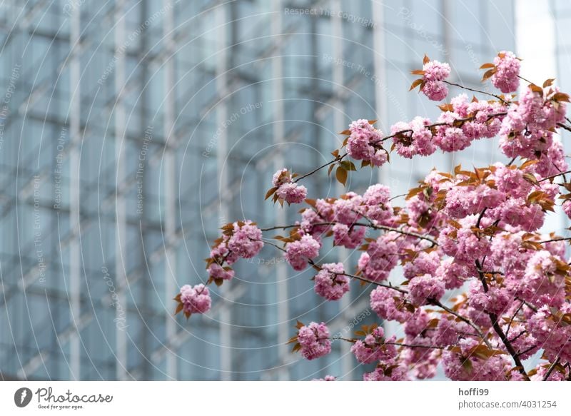 Kirschblüte vor Glasfassade - Frühling in der Stadt Kirschblüten Kirschbaum rosa Blühend Kirsche Blüte Architekturfotografie tranzparent Europa Parlament Blüten