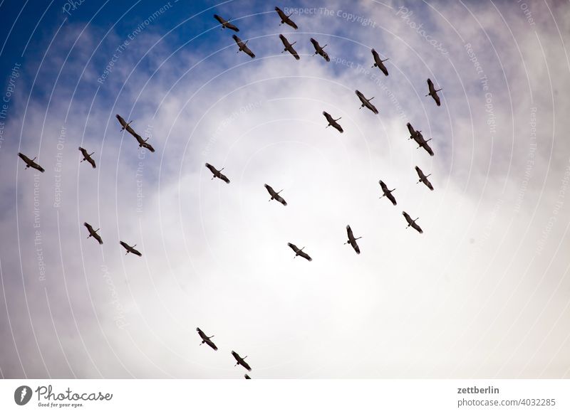Kraniche fliegen formation frühling frühlingsboten himmel kranich saison schoof schwarm vogel vogelschwarm wolke zugvogel flugbild natur tier froschperspektive