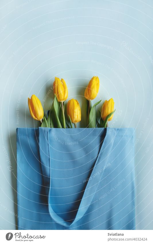 Ein Blumenstrauß aus gelben Tulpen auf blauem Hintergrund mit Platz für Text. Ansicht von oben. Valentinstag, Frauentag, Muttertag schön Frühling Natur Feiertag