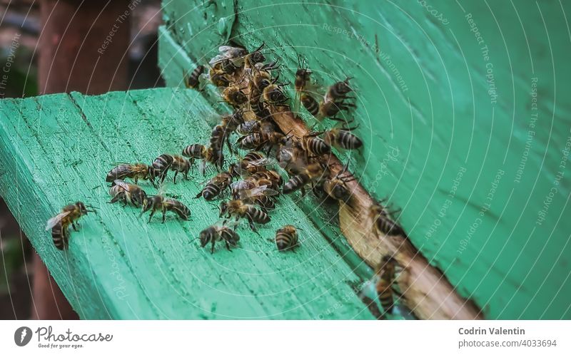 Nahaufnahme der Bienen am Eingang des Bienenstocks Tier Bienenkorb Apidae Arthropode Bienenzucht braun Hummel Feld Fliege Gras grün Menschengruppe Liebling