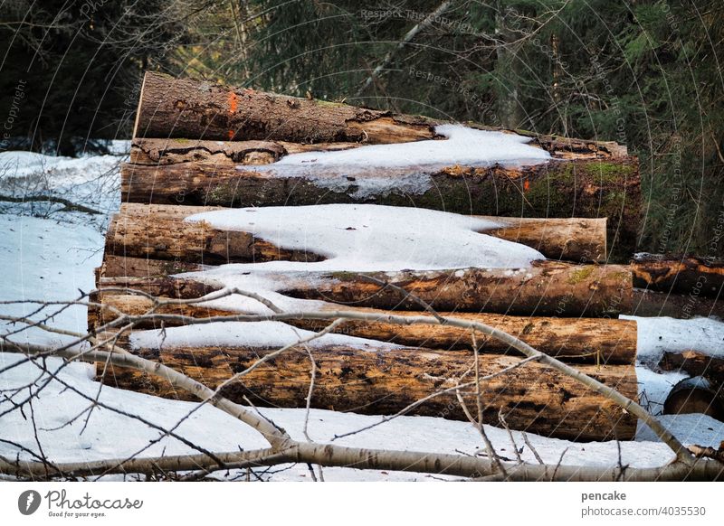 resterampe Baumstämme Wald Schneeschmelze Frühling liegen Heftklammer Baumstapel Holzstapel Schneereste Baumstamm Natur Brennholz Abholzung Haufen Nutzholz