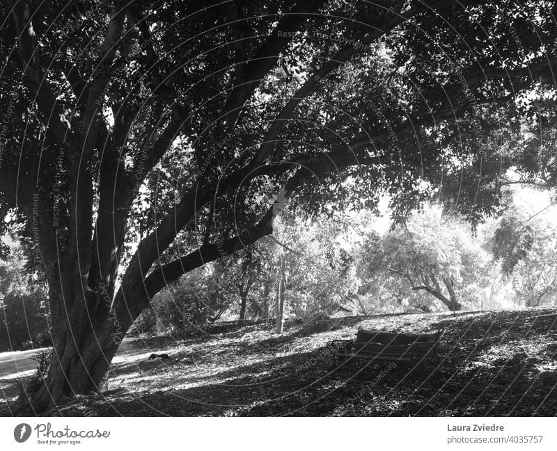 Im Schatten des Baumes Bäume Park Bank Parkbank Natur Erholung Menschenleer schwarz auf weiß Schattenspiel Schatten auf dem Boden Licht Sonnenlicht