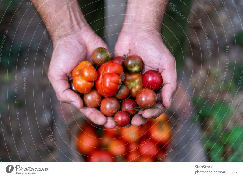 Frische kleine, rote Tomaten in Bauernhänden, Ansicht von oben Garten Bauernhof Gartenarbeit Gesundheit Lebensmittel grün Ernte organisch Ackerbau Sommer