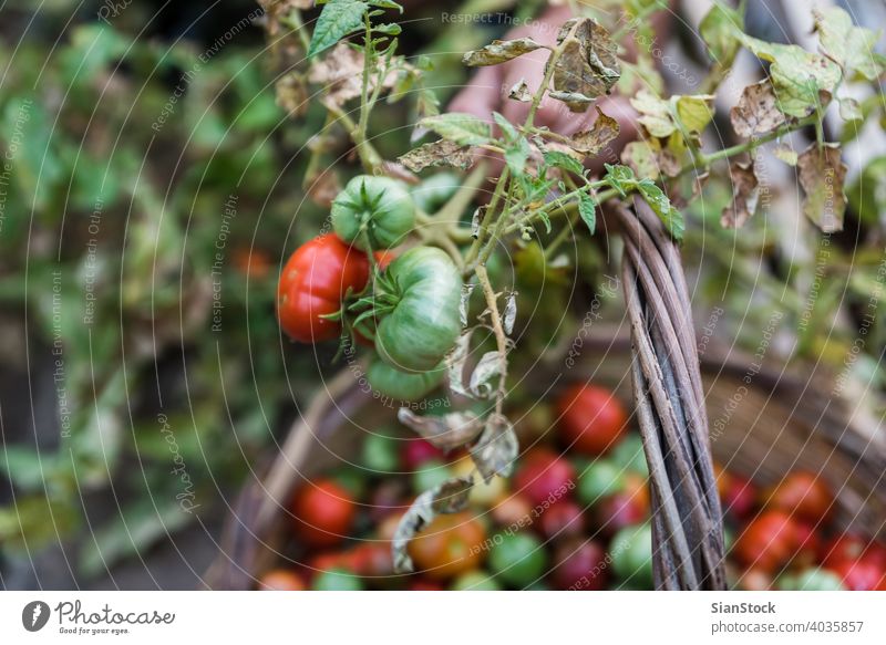 Männerhände bei der Ernte von frischen Bio-Tomaten in seinem Garten Bauernhof Gartenarbeit Gesundheit Lebensmittel grün organisch Ackerbau Sommer Pflanze rot
