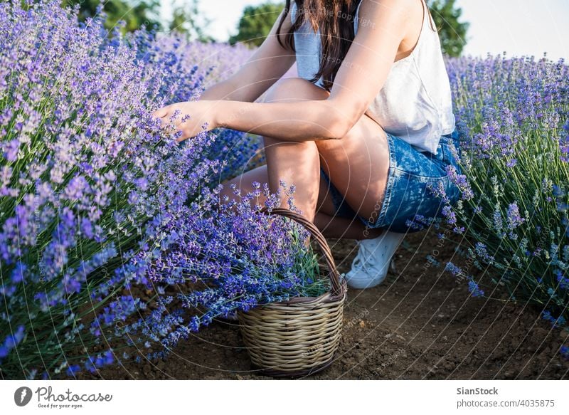 Junge Frau Ernte Lavendel Blumen im Feld Korb Sonne natürlich Mädchen purpur im Freien Blumenstrauß Natur Kräuterbuch geblümt Wiese Tag Provence Blütezeit schön