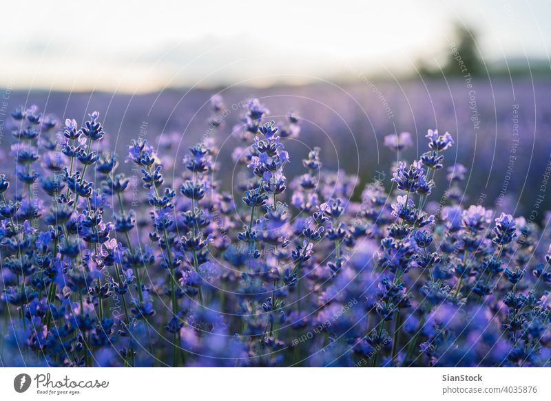 Sonnenuntergang über einem violetten Lavendelfeld in Griechenland Aroma grün magenta Kraut Pflanze mediterran Aromatherapie blau purpur Feld Blume Blütezeit