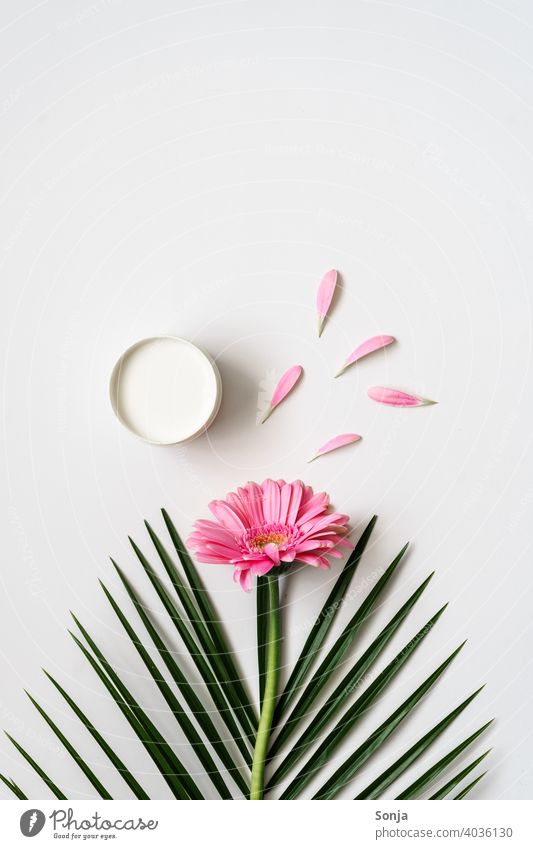 Eine rosa Blume, ein Palmblatt und eine Creme Dose auf weißen Hintergrund. Frühling Kosmetik natürlich Körperpflege Wellness Natur Spa Pflanze Flat lay