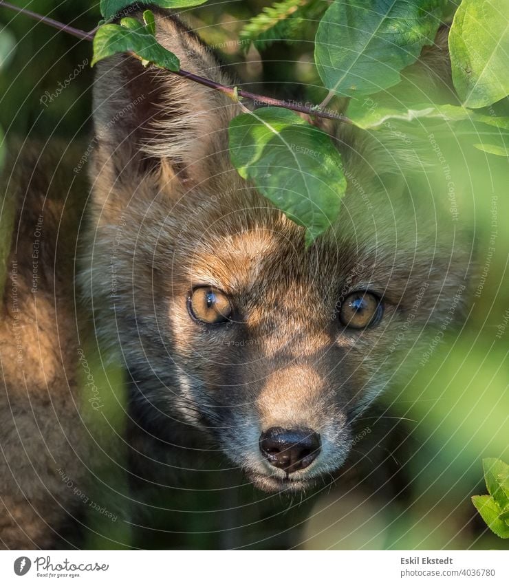 Neugieriges Fuchsjunges späht aus dem Busch Rotfuchs Fuchswelpe Fuchspieker Fuchs schaut freundlich drein Tier Wildtier wilde Natur Natur-Foto