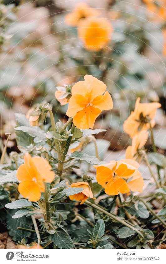 Eine super Nahaufnahme einer orangefarbenen Blume blüht im Frühling Hintergrund Pflanze Natur Blütezeit Schönheit Saison schön Blütenblatt frisch natürlich