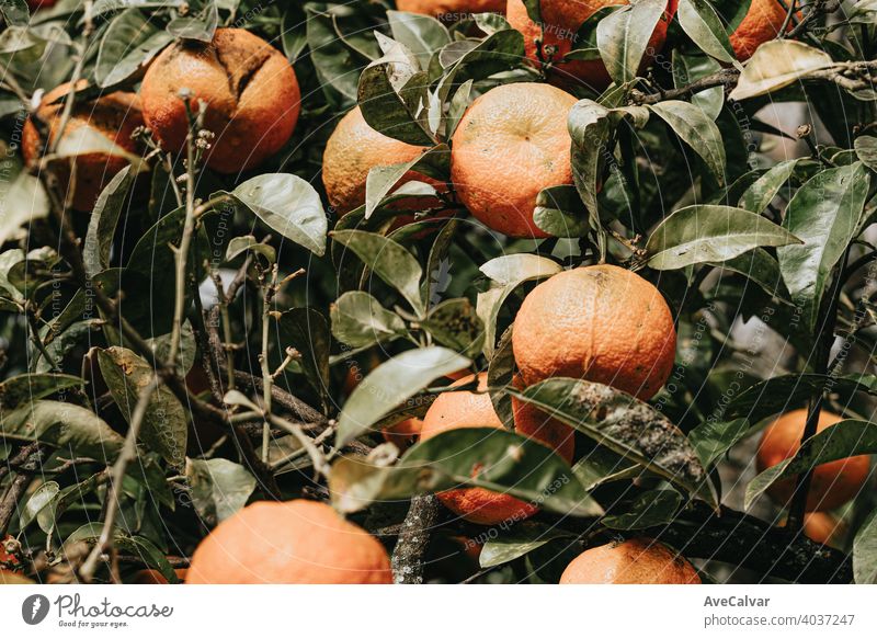 Ein Strauß Orangen im Frühling in einem Baum mit bunten Tönen orange Natur Zitrusfrüchte Hintergrund grün reif Frucht süß organisch Lebensmittel natürlich Blatt